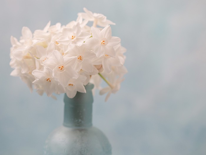 Faites fleurir des narcisses à bouquet pour apporter une touche d’extérieur dans votre intérieur.